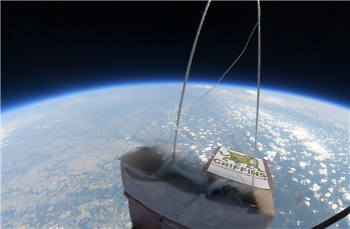 Griffins In Space